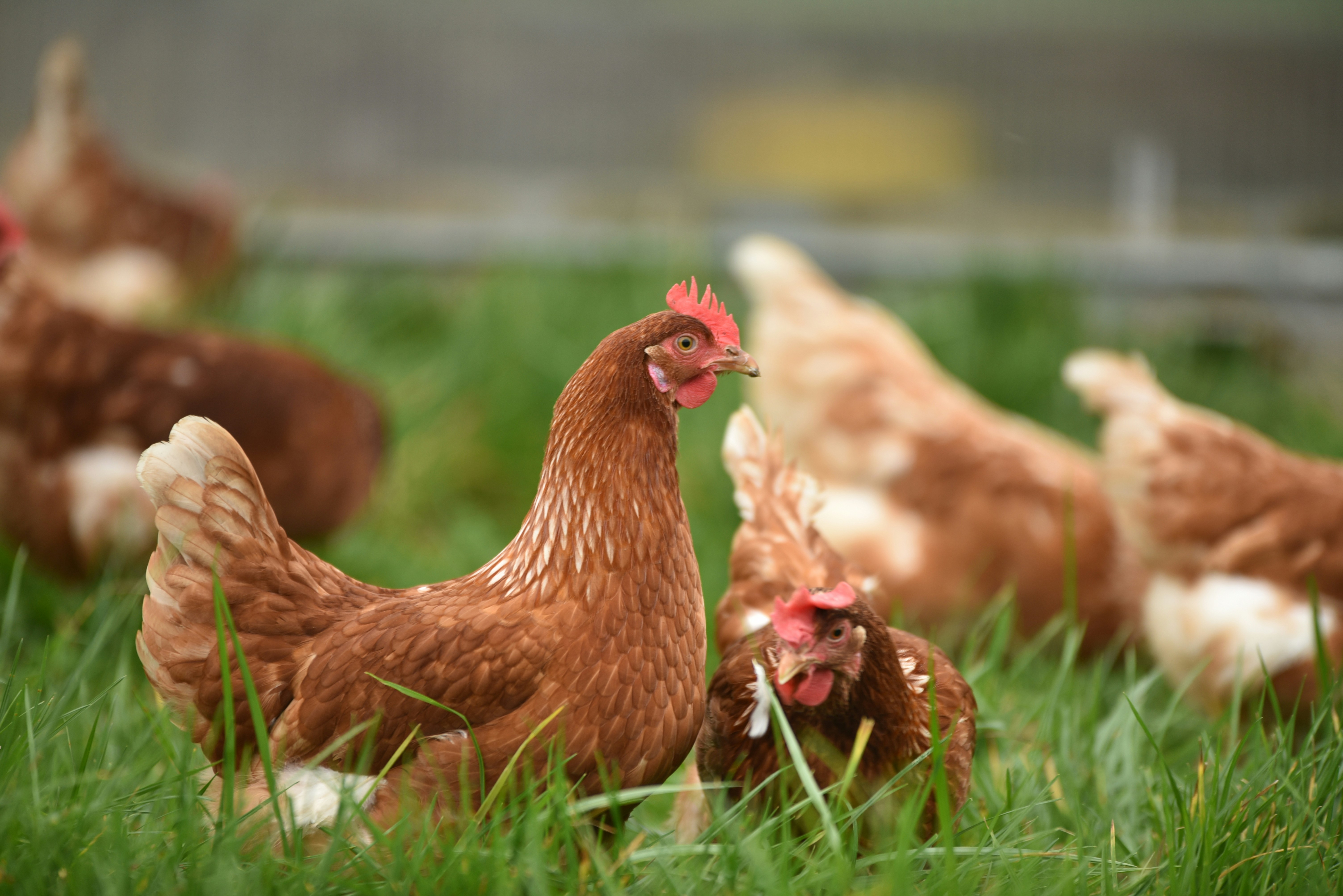 Fresh farm meat