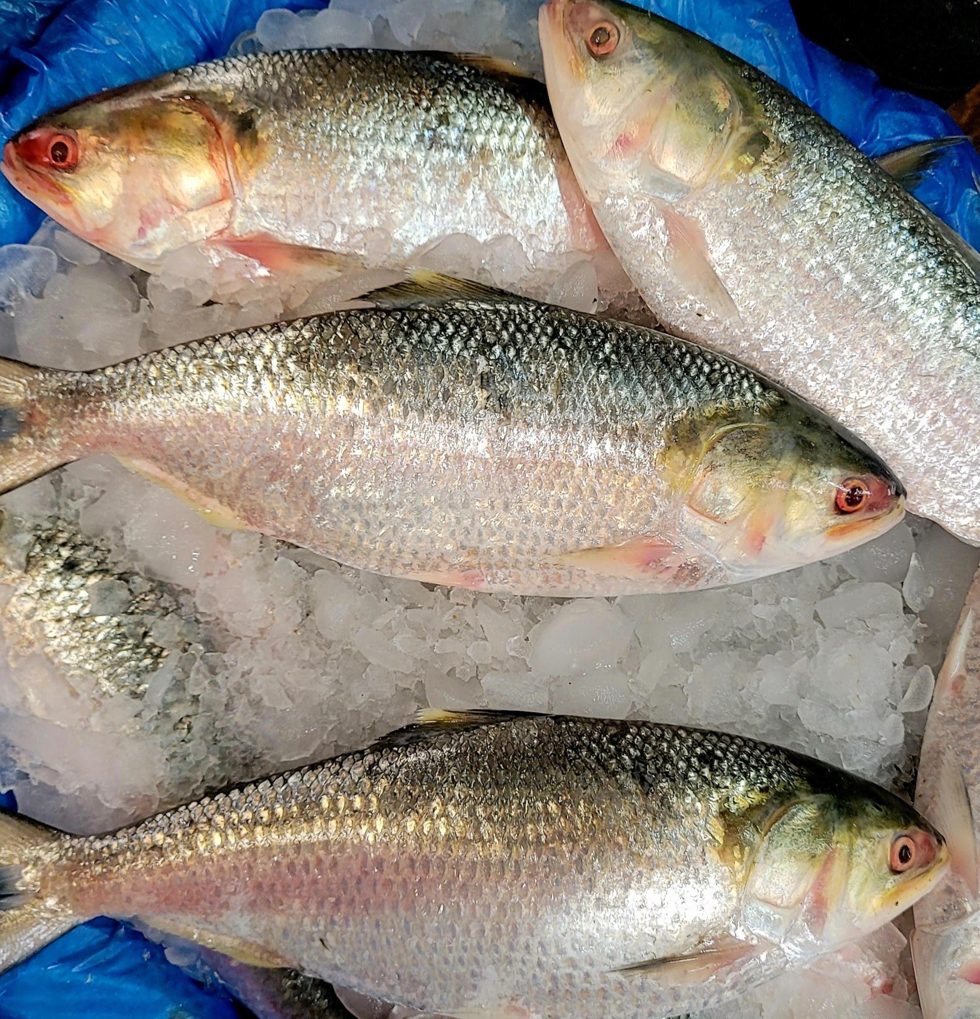 Fish